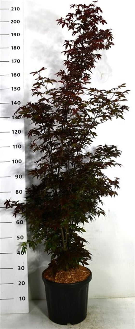 Acer pal. 'Twombly's Red Sentinel' - C20 125-150 CM